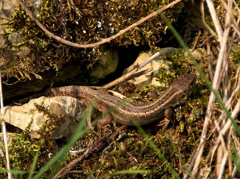 Unser Orchideenpark Bild Nr.006